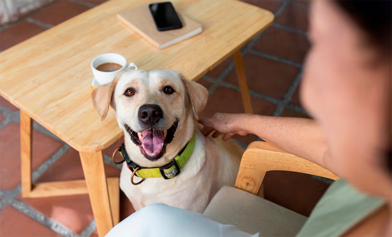 Un estudio reveló que el estado de ánimo de los humanos influye en la obediencia de los perros