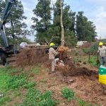 Trasladaron 37 árboles de La Florida al Bosque de los Constituyentes para favorecer su desarrollo