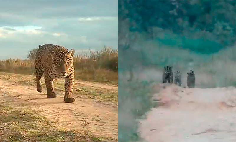 Observaron a yaguaretés en Corrientes y Paraguay: registros alentadores para una especie en peligro de extinción 