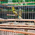 Desarticularon tráfico ilegal de fauna en Mendoza: rescatan más de veinte aves protegidas