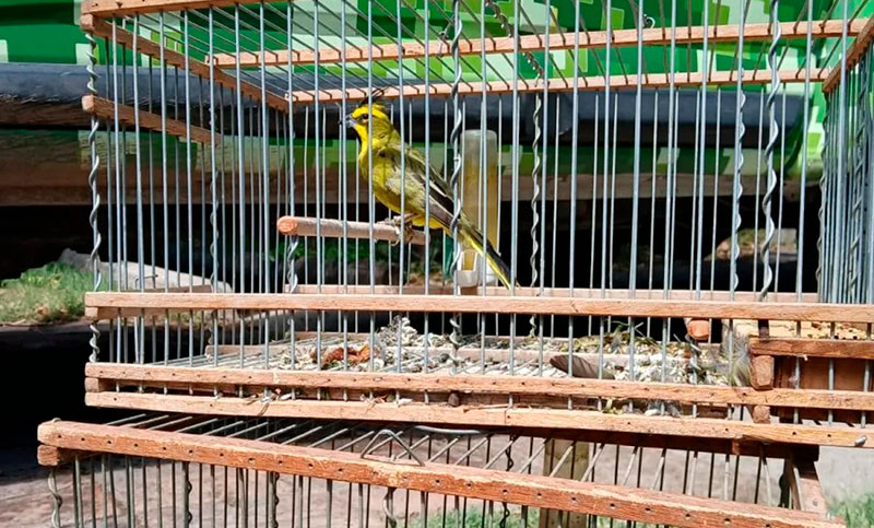 Desarticularon tráfico ilegal de fauna en Mendoza: rescatan más de 20 aves protegidas