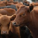 Derrumbe en el mercado ganadero: la faena bovina cae a su nivel más bajo en diez años