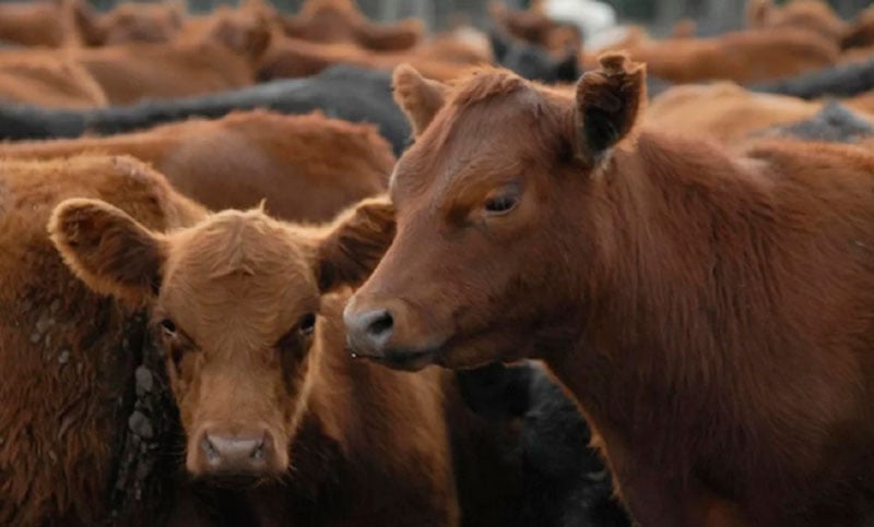 Derrumbe en el mercado ganadero: la faena bovina cae a su nivel más bajo en diez años