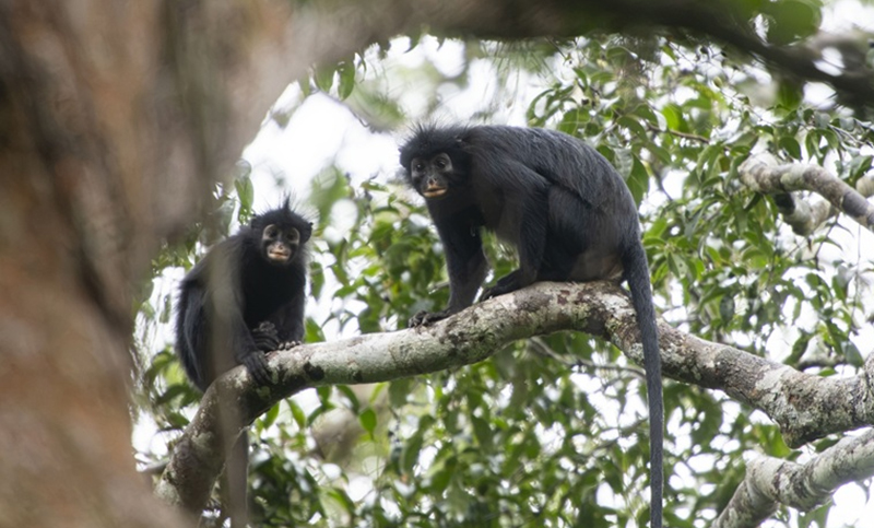 Científicos descubrieron una nueva especie de mono: tiene labios rosa y rasgos faciales “dramáticos”