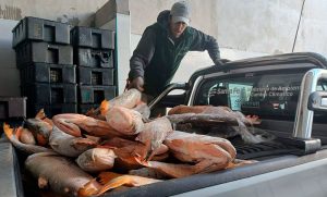 Cristo de las redes: decomisan más de 15 mil kilos de pescado y detienen 3 personas por caza ilegal