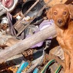 En lo que va del año, se rescataron 118 animales que sufrían maltrato en Rosario