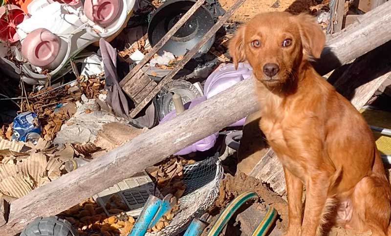 En lo que va del año, se rescataron 118 animales que sufrían maltrato en Rosario
