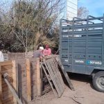 Tras la aparición de triquinosis en Rosario, intervienen criadero de cerdos en Ibarlucea con foco de contagio confirmado
