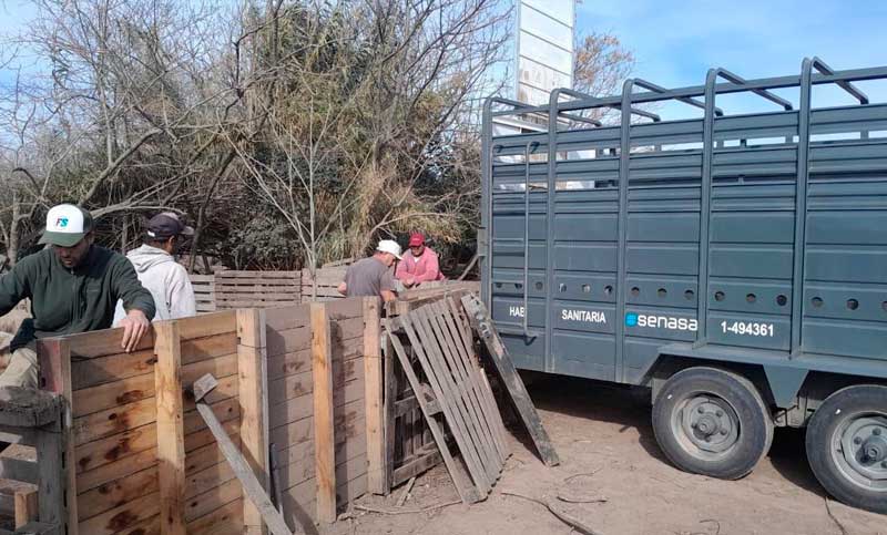 Tras la aparición de triquinosis en Rosario, intervienen criadero de cerdos en Ibarlucea con foco de contagio confirmado