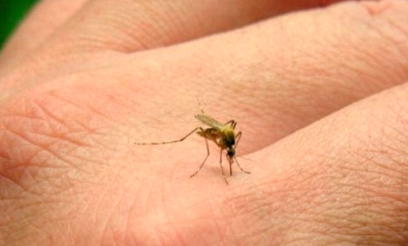 Fiebre chikungunya: se informaron 21 nuevos casos en el país