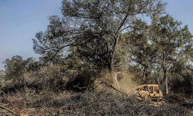 Día del Árbol: ambientalistas reclaman no flexibilizar la Ley de Bosques ante el avance de los desmontes