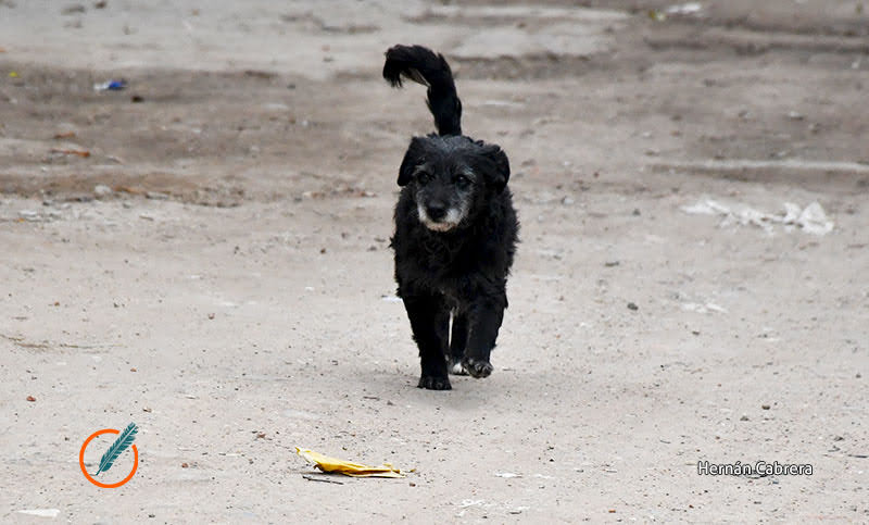 Chicho.ar, una plataforma para la búsqueda de animales perdidos