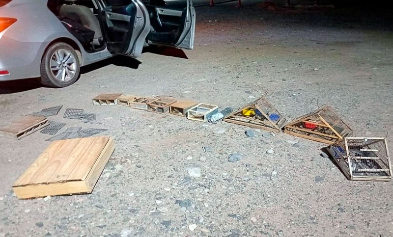 Rescatan 30 aves silvestres en San Juan durante un operativo contra la captura ilegal de fauna