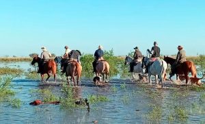 Graves inundaciones en el norte de Santa Fe: productores mueven el ganado y crece la preocupación por El Niño