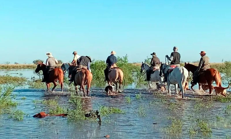 Graves inundaciones en el norte de Santa Fe: productores mueven el ganado y crece la preocupación por El Niño