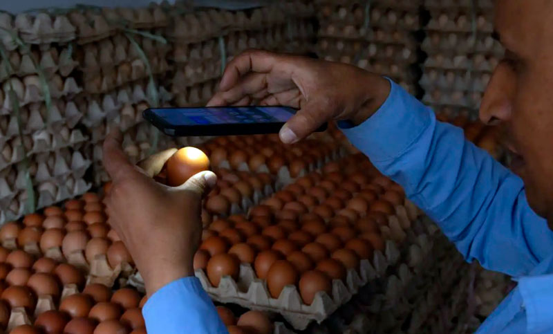 Bélgica: más de 300 personas enfermaron por un brote récord de salmonela vinculado a huevos contaminados