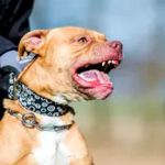 Un Pitbull atacó y mató a una beba de cinco meses en Buenos Aires