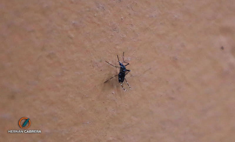 Día contra el Dengue: colocaron vacunas y entregaron repelentes en la esquina de Córdoba y San Martín