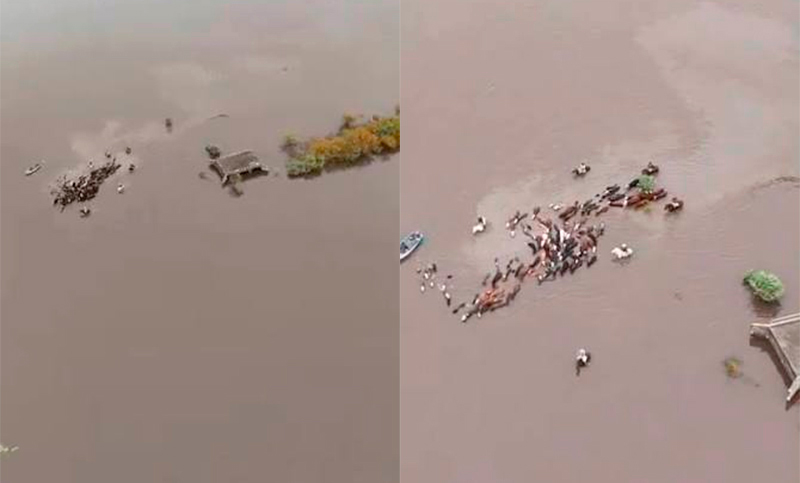 Inundaciones en el norte de Santa Fe: evacúan a familias y animales 