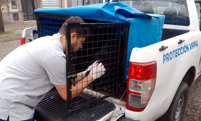 Rescataron a una perrita abandonada en barrio Tablada: el animal fue adoptado y tiene nuevo hogar 