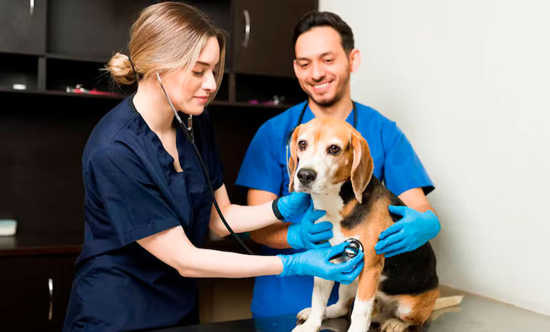 Día del Veterinario argentino: ¿por qué se conmemora hoy?