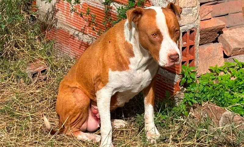 Con un tumor y una grave infección, rescataron a una pitbull en la zona noroeste de Rosario