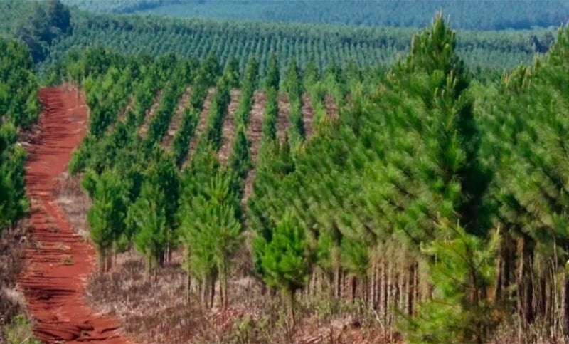 Extranjerización en la Mesopotamia: avances en la cuenca del Paraná y qué hubiera implicado modificar la ley de tierras