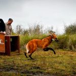Regresó a su hábitat natural el “zorro grande” rescatado en Puerto General San Martín