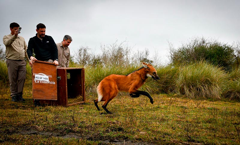 Regresó a su hábitat natural el “zorro grande” rescatado en Puerto General San Martín