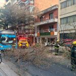 Un árbol se derrumbó en pleno microcentro, cortó cables y provocó un caos vehicular