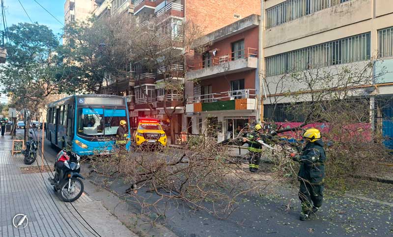 Un árbol se derrumbó en pleno microcentro, cortó cables y provocó un caos vehicular