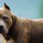 La mamá del nene de 3 años asesinado por un pitbull en Córdoba exige justicia y que el responsable vaya preso