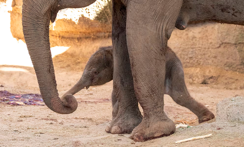 Emoción en el zoológico de Madrid: nació un elefante en peligro de extinción