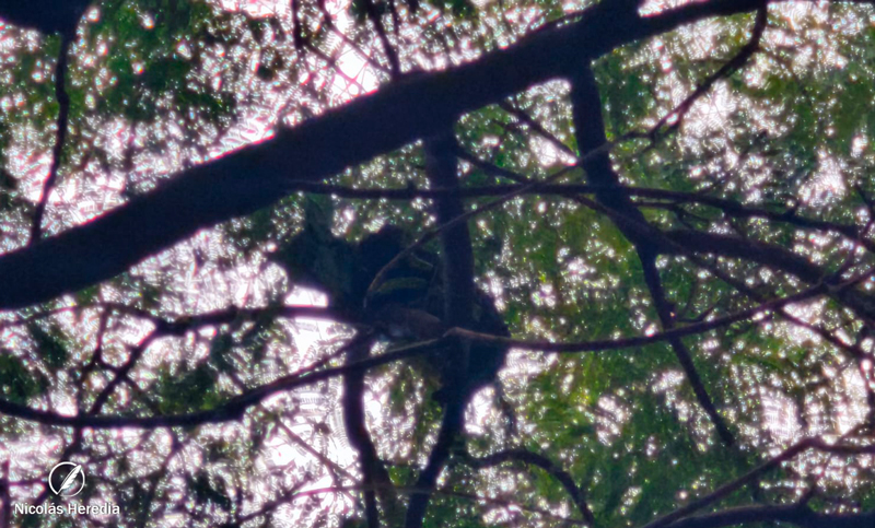 Operativo en el microcentro de Rosario para intentar bajar a un gato de un árbol