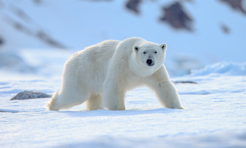 Noruega: un turista despertó a un oso polar con una sirena y ahora deberá pagar una multa millonaria