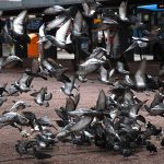 Promueven en Santa Fe y en otras ciudades la implementación de palomares ecológicos para controlar la población de aves