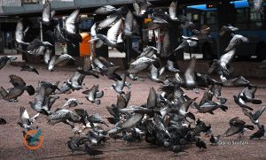 Promueven en Santa Fe y en otras ciudades la implementación de palomares ecológicos para controlar la población de aves