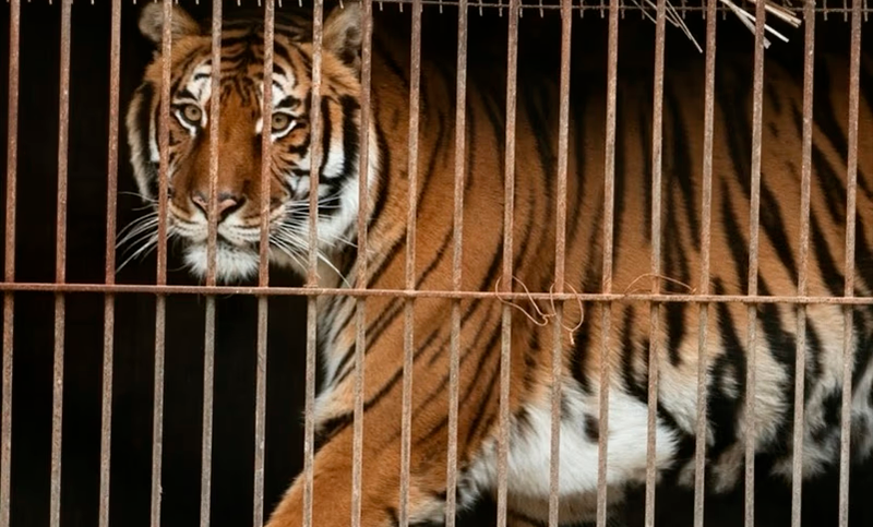 Una nueva oportunidad: 30 felinos son trasladados a santuarios