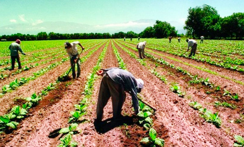UATRE advirtió que 120.000 puestos de trabajo rural están en riesgo