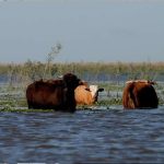 El Niño en Argentina: advierten por el riesgo de inundaciones y su impacto en la producción y la seguridad alimentaria
