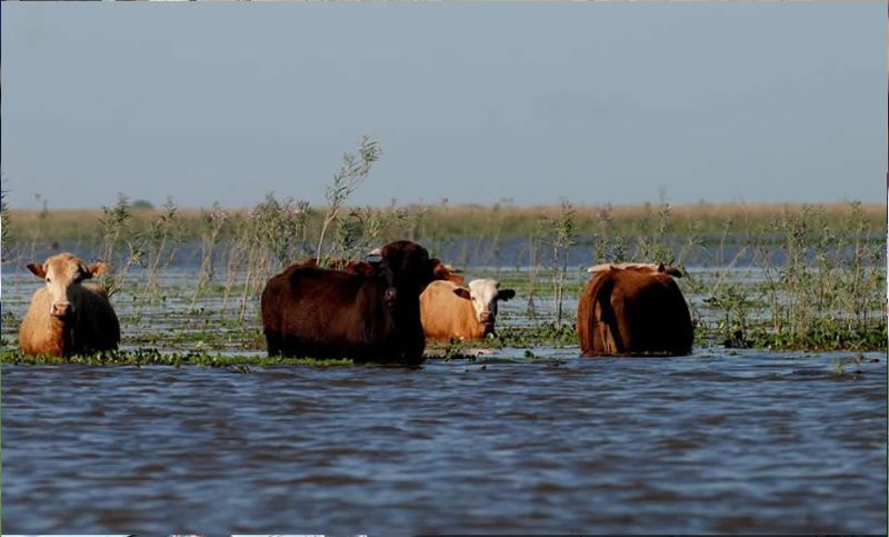 El Niño en Argentina: advierten por el riesgo de inundaciones y su impacto en la producción y la seguridad alimentaria