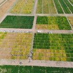 El Conicet desarrolló una plataforma que permite consultar como impactará El Niño en los principales cultivos