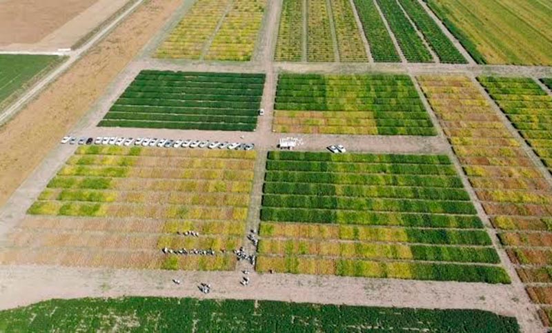 El Conicet desarrolló una plataforma que permite consultar como impactará El Niño en los principales cultivos