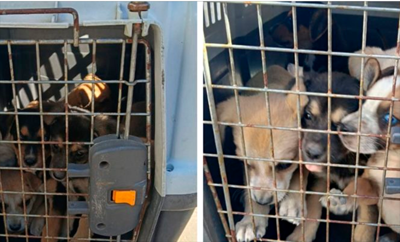 Rescataron a 13 perros que estaban hacinados en una vividenda de zona norte