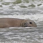 Un espectador de lujo en los Juegos Suramericanos: un elefante marino dijo presente en la competencia de surf
