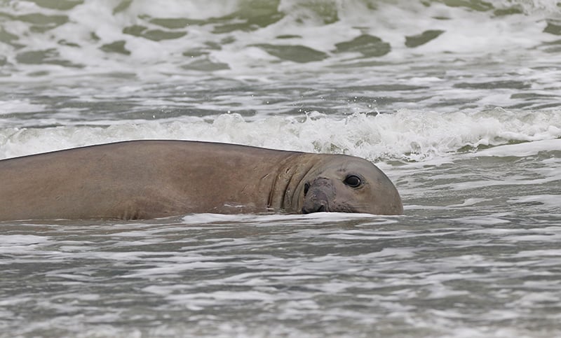 Un espectador de lujo en los Juegos Suramericanos: un elefante marino dijo presente en la competencia de surf
