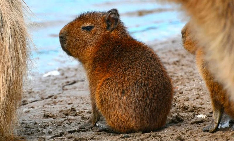 Corrientes: rescataron a tres capibaras bebés que eran ofrecidos por WhatsApp, «no son mascotas»