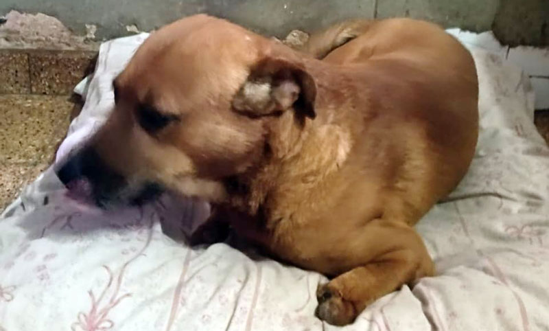 Rescatan a un perro de una terraza con sus dos patitas delanteras amputadas
