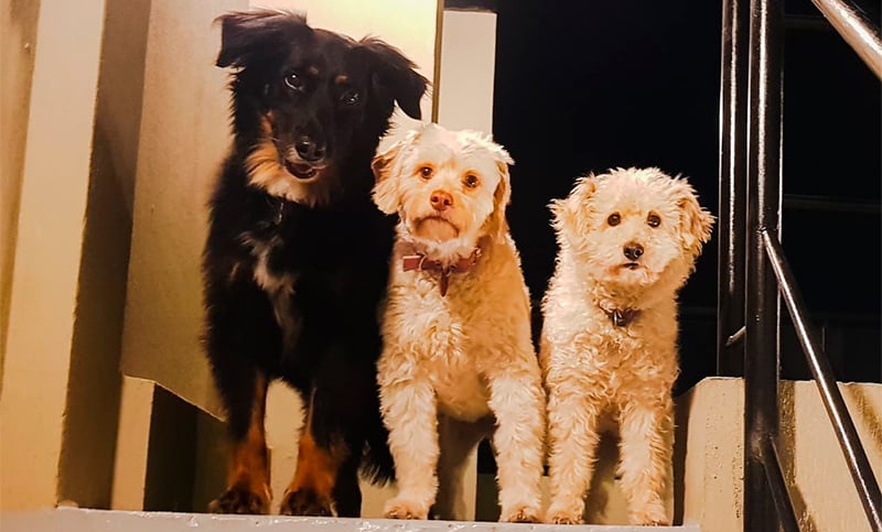 Álbum mascotero: en el “Día del perro adoptado”, los lectores de Conclusión mostraron el amor por sus peludos