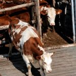 Crece la preocupación por el Paraná: ganaderos retiran animales de las islas ante el riesgo de inundaciones